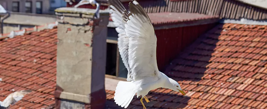 Residential Chimney Animal Removal Solution in Germantown, MD