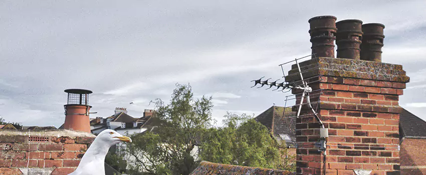 Chimney Cleaning And Restoration in Germantown, Maryland